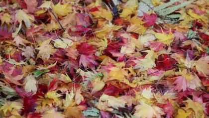 Chakra Colours Leaves