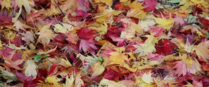 Chakra Colours Leaves