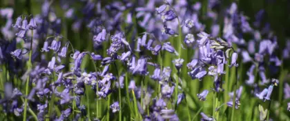 Bluebells