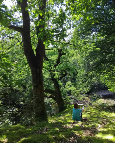 Woodland at Lima Gardens