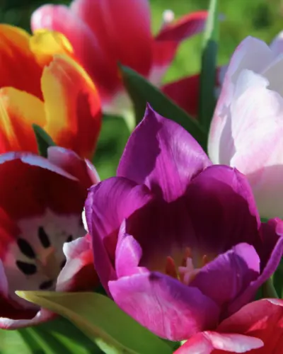 Chakra Colours Tulips