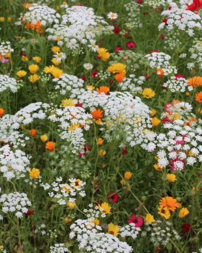 Chakra Colours Wild Flowers